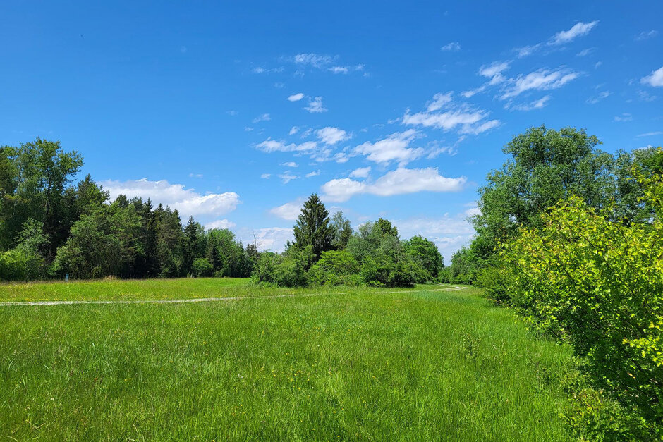 Nachhaltigkeit im Baugewerbe: Motiv mit Wald und grüner Wiese