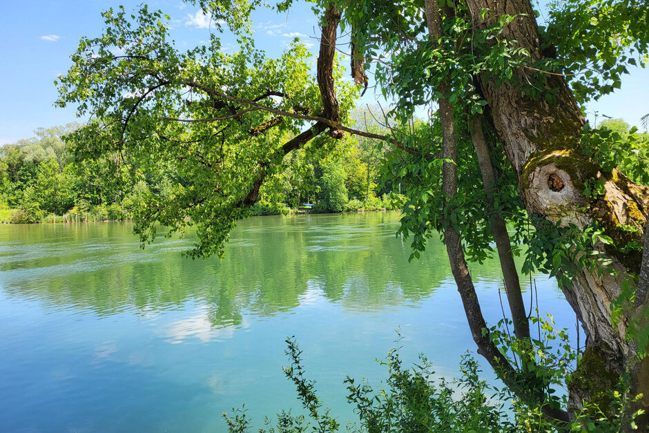 Nachhaltigkeit im Baugewerbe: Motiv mit Wald, See und grüner Wiese