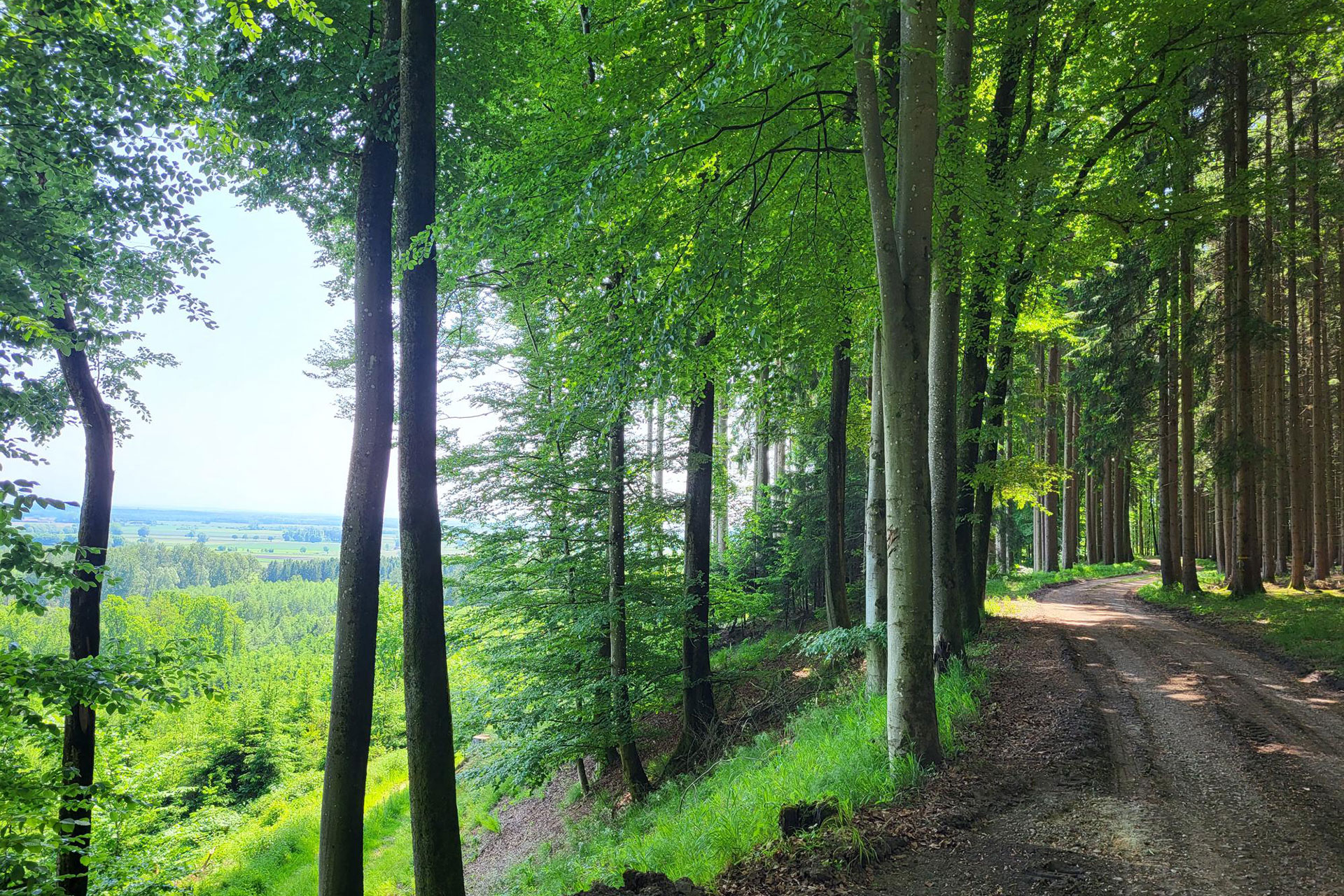 Wald in Bayern